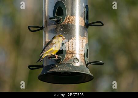 Verdriolo europeo (Chloris cloris) su un alimentatore di uccelli Foto Stock