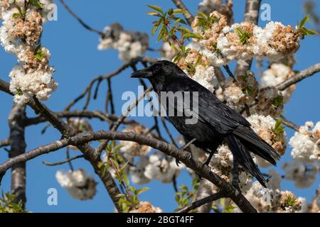 Corassone corvo comune (Corvus corax) seduta in un albero fiorente Foto Stock