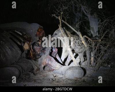 Iena macchiata, crocuta, nutrirsi della carcassa di un elefante morto nel Delta di Okavango, Botswana, Sudafrica. Foto Stock