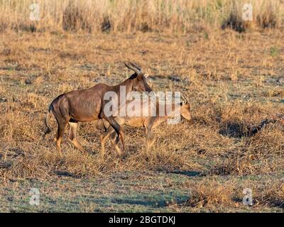 Zessebe adulto, Damaliscus lunatus, nel Delta dell'Okavango, Botswana, Sudafrica. Foto Stock