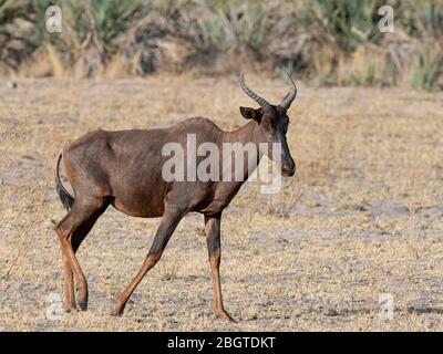 Zessebe adulto, Damaliscus lunatus, nel Delta dell'Okavango, Botswana, Sudafrica. Foto Stock