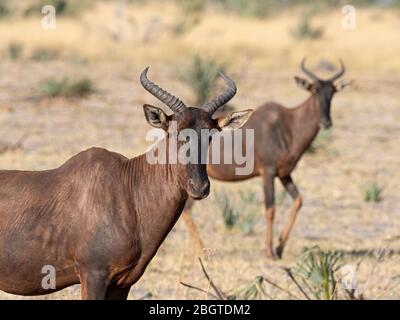 Zessebe adulto, Damaliscus lunatus, nel Delta dell'Okavango, Botswana, Sudafrica. Foto Stock