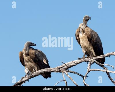 Un paio di avvoltoi bianchi, Gyps africanus, nel Delta dell'Okavango, in Botswana, Sudafrica. Foto Stock