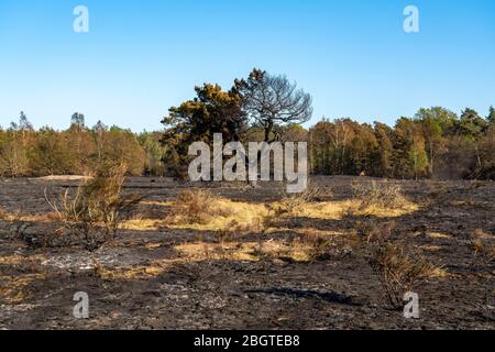 Conseguenze di un incendio di foreste nella regione di confine olandese-tedesco vicino a NiederkrŸchten-Elmpt, nella riserva naturale "De Meinweg", Paesi Bassi; Foto Stock