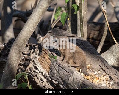 Monoca nana adulta, Helogale parvula, nel Parco Nazionale di Chobe, Botswana, Sudafrica. Foto Stock