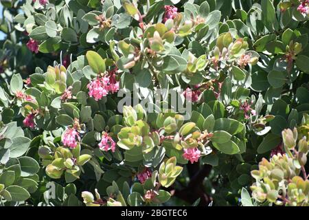 Fioritura Manzanita Bush Foto Stock