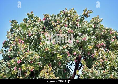 Fioritura Manzanita Bush Foto Stock