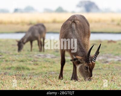 Adulto maschio comune waterbuck, Kobus ellissiprymnus, pascolo nel Parco Nazionale Chobe, Botswana, Sudafrica. Foto Stock