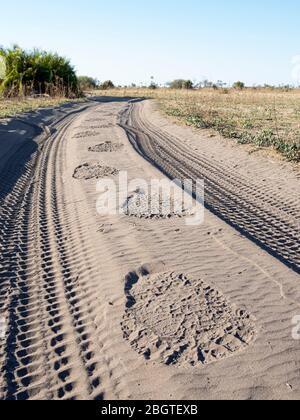 Elefante africano adulto, Loxodonta africana, tracce nella sabbia nel Delta dell'Okavango, Botswana. Foto Stock