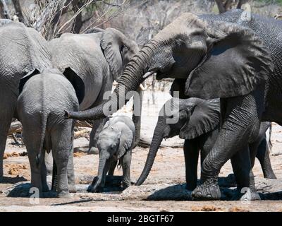 Elefanti africani, Loxodonta africana, mandria che beve in un foro di irrigazione nel Delta dell'Okavango, Botswana, Sudafrica. Foto Stock