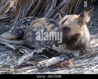 Il cane selvatico adulto, Lycaon pictus, riposa dopo una caccia al Delta dell'Okavango, Botswana, Sudafrica. Foto Stock
