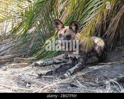 Il cane selvatico adulto, Lycaon pictus, riposa dopo una caccia al Delta dell'Okavango, Botswana, Sudafrica. Foto Stock