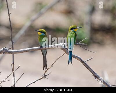 Un paio di apicoltori con coda di rondine, Merops hirundineus, nel Parco Nazionale di Chobe, Botswana, Sudafrica. Foto Stock