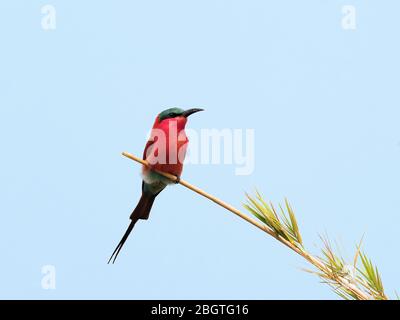 Un adulto del sud carminio apea, Merops nubicoides, nel Chobe National Park, Botswana, Sudafrica. Foto Stock