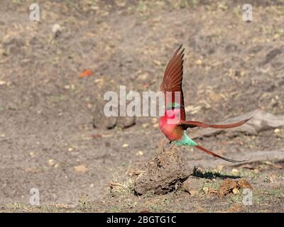 Un adulto che mangia le api del sud del carminio, Merops nubicoides, che prende il volo nel Parco Nazionale di Chobe, Botswana. Foto Stock