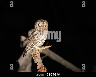 Un adulto bianco-faccia Scops-Owl meridionale, Ptilopsis granti, di notte nel Delta di Okavango, Botswana, Sudafrica. Foto Stock