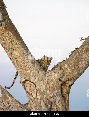 un leopardo adulto, Panthera pardus, che scende su un albero nel Delta dell'Okavango, Botswana, Sudafrica. Foto Stock