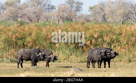 Bufalo di capo maschio, caffer di Syncerus, nel Parco Nazionale di Chobe, Botswana, Sudafrica. Foto Stock