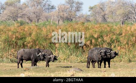 Bufalo di capo maschio, caffer di Syncerus, nel Parco Nazionale di Chobe, Botswana, Sudafrica. Foto Stock