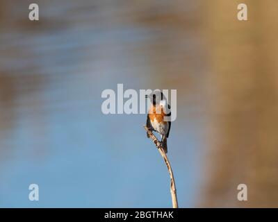 Adulto maschio africano stonechat, torquatus Saxicola, nel Delta di Okavango, Botswana, Sudafrica. Foto Stock