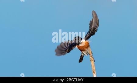 Adulto maschio africano stonechat, torquatus Saxicola, in volo nel Delta di Okavango, Botswana, Sudafrica. Foto Stock