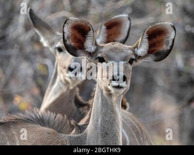 Kudu maggiore femmina, Tragelaphus strepsiceros, nel Parco Nazionale di Chobe, Botswana, Sudafrica. Foto Stock