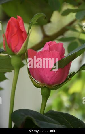 Fianco a fianco un paio di boccioli di rosa rossa Foto Stock