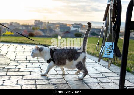 Un gatto da tavola grigio e bianco a corto di aria cammina all'aperto su un patio mentre in un guinzaglio con il sole che tramonta su una valle dietro. Foto Stock