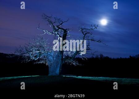 Albero ritorto illuminato di notte in Surrey / Inghilterra Foto Stock