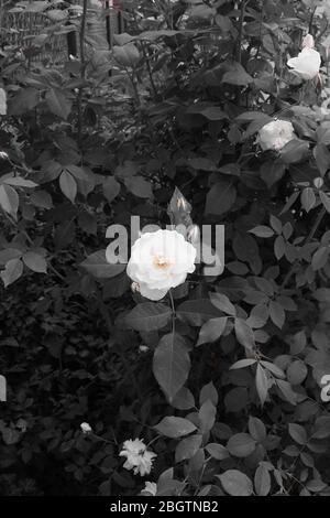 Foto a due toni. Fiori bianchi di rosa nel cespuglio con foglie grigie e sfondo grigio Foto Stock