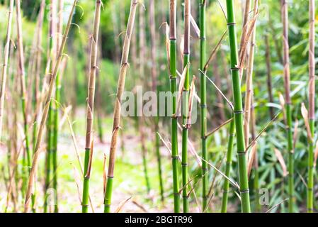 Germogli di bambù giovane. Bambù nelle montagne d'Italia. Bambù giovane e luminoso. Foto Stock