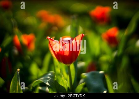 Poznan, Wielkopolska, Polonia. 22 aprile 2020. Giornata Internazionale della Madre Terra nel Giardino Botanico dell'Università Adam Mickiewicz di Poznan. Nella foto: tulip. Credit: Dawid Tatarkiewicz/ZUMA Wire/Alamy Live News Foto Stock