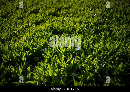 Poznan, Wielkopolska, Polonia. 22 aprile 2020. Giornata Internazionale della Madre Terra. Nella foto: Il Giardino Botanico dell'Università Adam Mickiewicz a Poznan. Credit: Dawid Tatarkiewicz/ZUMA Wire/Alamy Live News Foto Stock