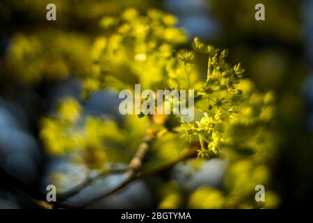 Poznan, Wielkopolska, Polonia. 22 aprile 2020. Giornata Internazionale della Madre Terra nel Giardino Botanico dell'Università Adam Mickiewicz di Poznan. Nella foto: Fiori di acero. Credit: Dawid Tatarkiewicz/ZUMA Wire/Alamy Live News Foto Stock