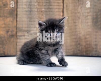 Un piccolo gattino con un look plissettato Foto Stock