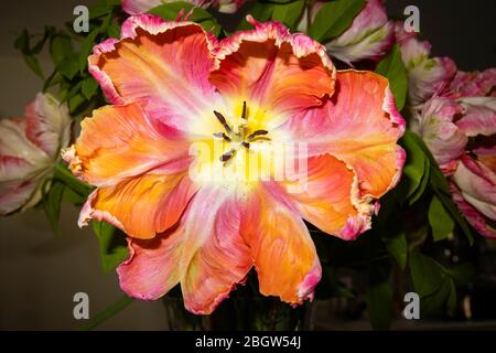 Petali di frilly di forma irregolare di un grande tulipano di albicocca di pappagallo multicolore in fiore in tarda primavera, fiorendo in un giardino in Surrey, se Inghilterra Foto Stock