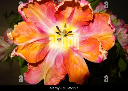 Petali di frilly di forma irregolare di un grande tulipano di albicocca di pappagallo multicolore in fiore in tarda primavera, fiorendo in un giardino in Surrey, se Inghilterra Foto Stock