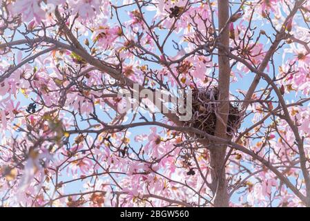 Nido d'uccello in rosa albero fiorito con cielo blu in primavera Foto Stock