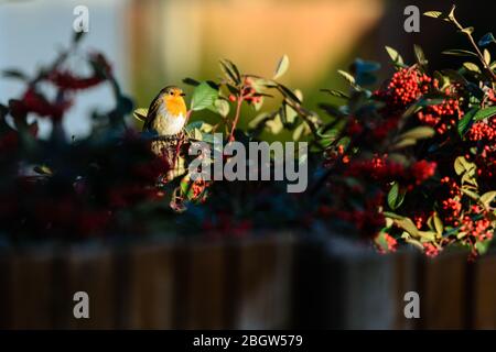 Robin in Hedge- Gennaio 2016 Foto Stock
