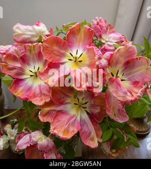 Sistemazione di un grande tulipano di pappagallo multicolore con petali di frilly di forma irregolare in fiore in tarda primavera, Surrey, se Inghilterra Foto Stock