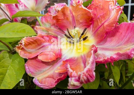 Petali di frilly di forma irregolare di un grande tulipano di albicocca di pappagallo multicolore in fiore in tarda primavera, fiorendo in un giardino in Surrey, se Inghilterra Foto Stock