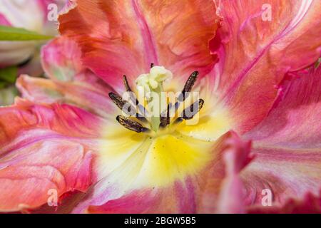 Petali di frilly di forma irregolare di un grande tulipano di albicocca di pappagallo multicolore in fiore in tarda primavera, fiorendo in un giardino in Surrey, se Inghilterra Foto Stock