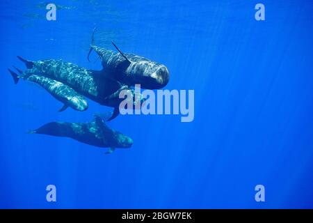 Le balene pilota a balena corta, Globicephala macrorhynchus, nuotano attraverso l'oceano aperto, Kona, Hawaii ( The Big Island ), U.S.A. ( Centr Foto Stock