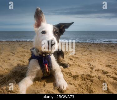 Border collie ritratto di cucciolo, sulla spiaggia-Winterton, ottobre 2017 Foto Stock