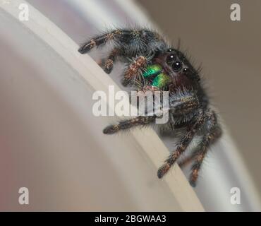 Phidippus audax, Bold Jumping Spider o Bold Jumper Foto Stock