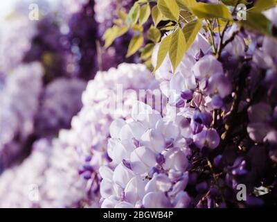 Primo piano macro scatto di bella in fiore wisteria pianta all'inizio della primavera Foto Stock