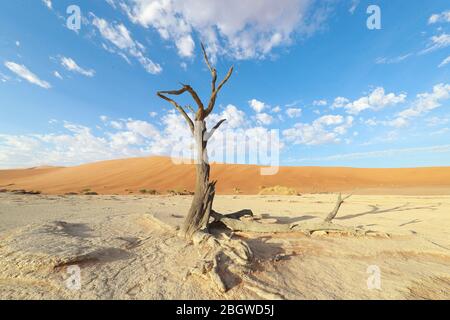 Deadvlei è un argilla bianca pan si trova vicino alla più famosa salina di Sossusvlei, all'interno del Parco Namib-Naukluft in Namibia. Foto Stock