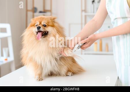 Groomer femmina che rifinitore griffe cane in salone Foto Stock