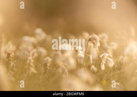 Cottongrass su una mattina misteriosa sunlit iii Srumpshaw Fen RSPB, giugno 2018 Foto Stock