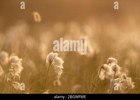 Cottongrass su una mattina misteriosa illuminata al sole iv. Srumpshaw Fen RSPB, giugno 2018 Foto Stock